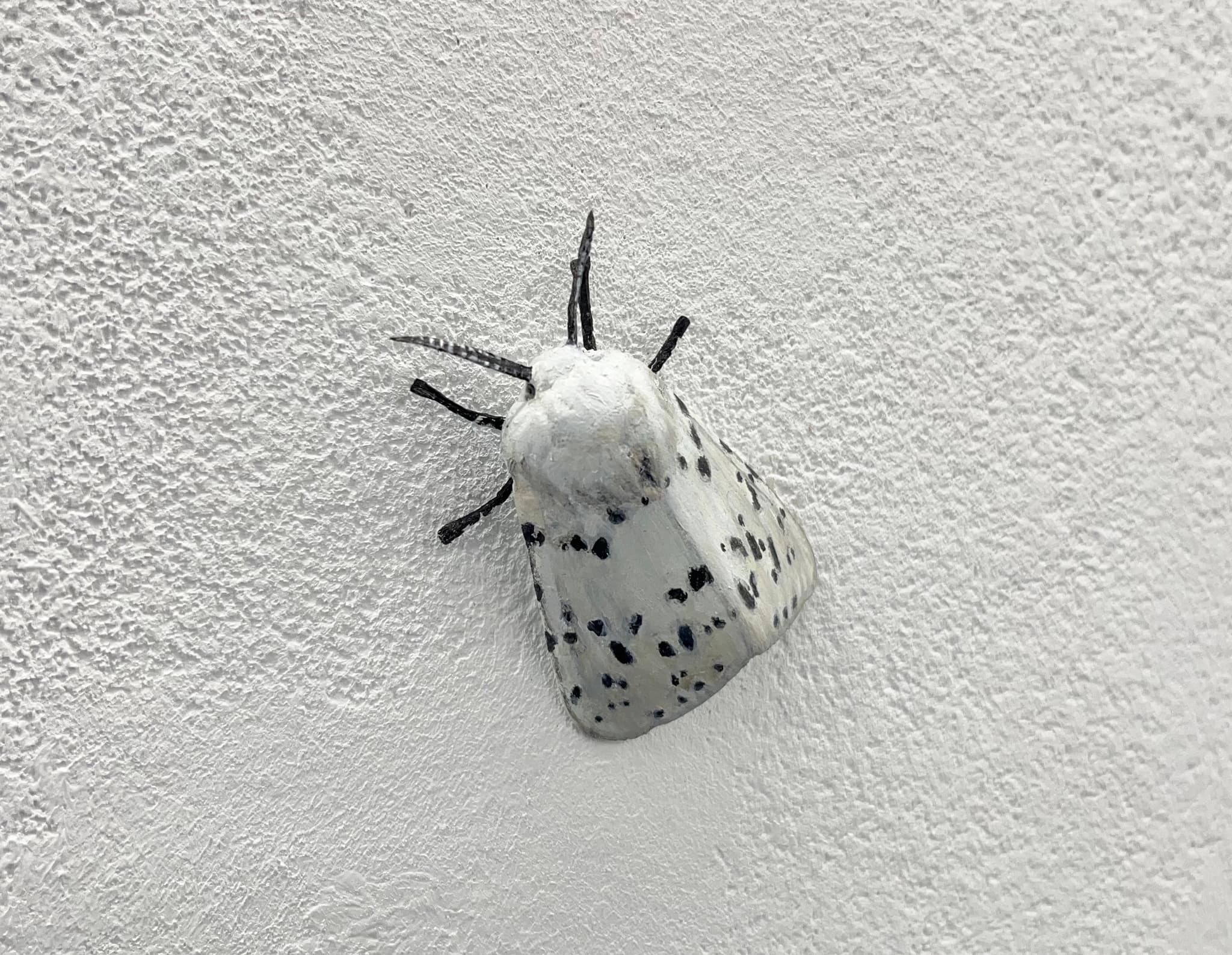 Closer to Verrmeer: white ermine moth
