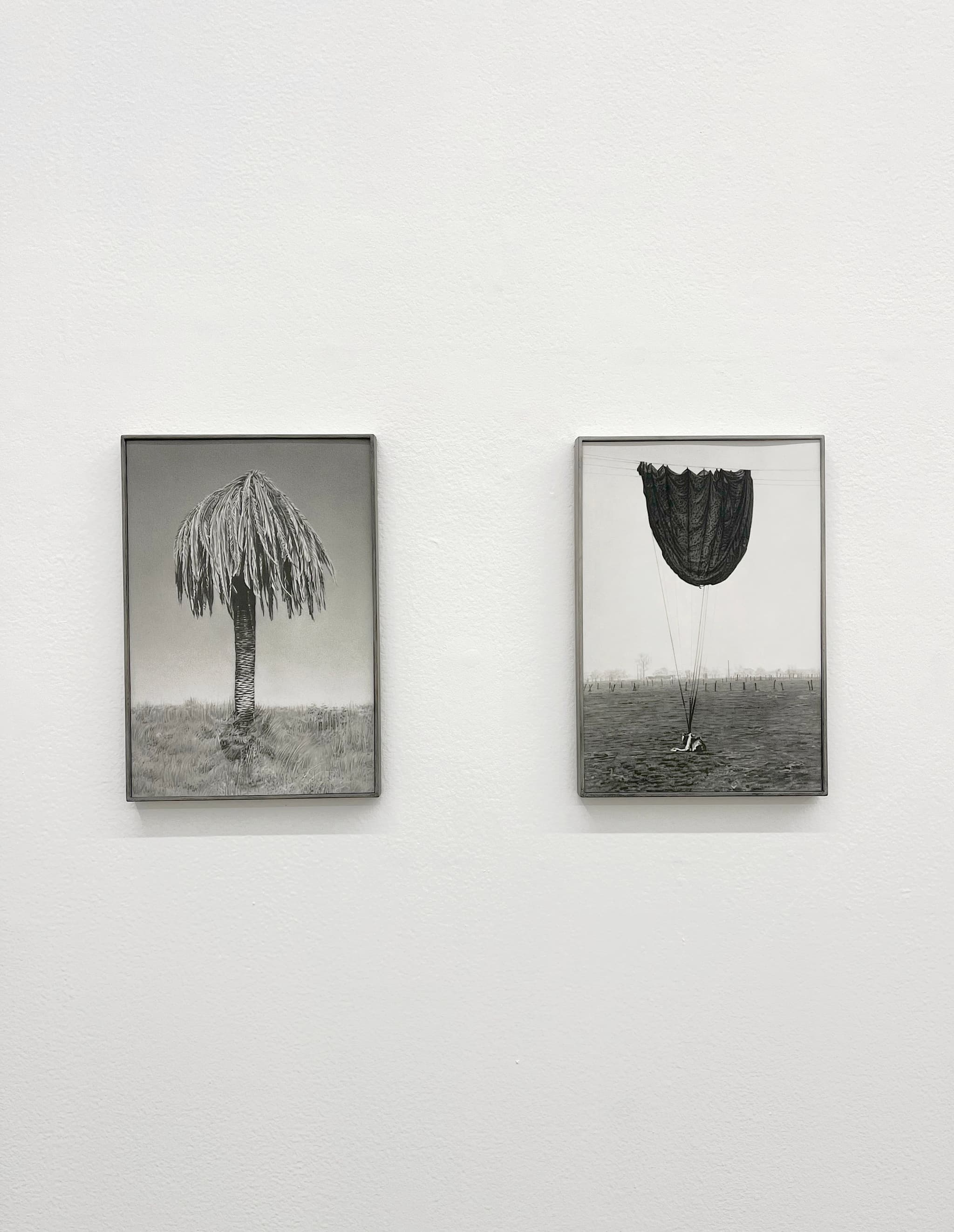 Mudanza (Sick palm tree)